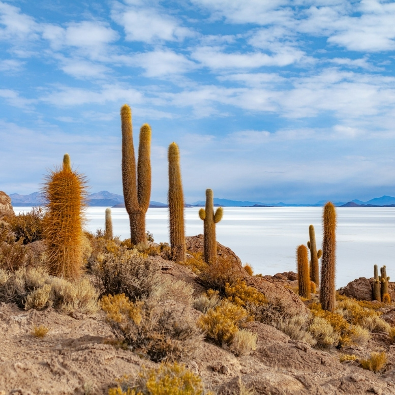 Cactus géants de l'île d'Incahuasi dominant l'immensité du salar d'Uyuni, au cœur des paysages emblématiques de Bolivie. Voyage sur mesure dans le Salar d'Uyuni avec Horizons Nouveaux