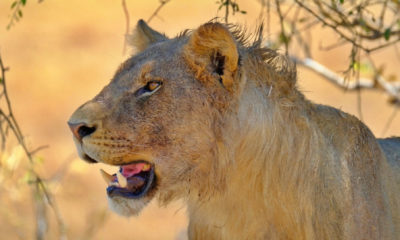 Curieux, joueurs puis déjà attentifs à leur environnement, les jeunes lions offrent quelques-unes des scènes les plus attachantes de la vie sauvage. Chaque rencontre révèle une facette différente de leur apprentissage.