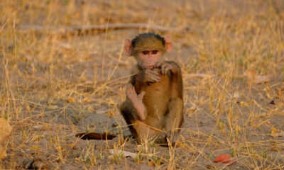 Des plus grands prédateurs aux plus petits habitants de la brousse, chaque espèce participe à l'équilibre de cet écosystème remarquable. Même les rencontres les plus discrètes enrichissent l'expérience d'un safari.
