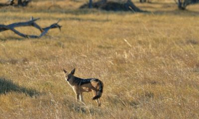 Toujours attentif au moindre mouvement, le chacal est l'un des opportunistes les plus fascinants de la savane. Observateur, rapide et particulièrement intelligent, il joue un rôle essentiel dans l'équilibre naturel des écosystèmes.