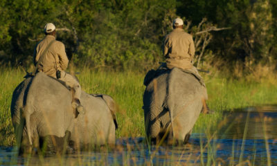 Explorer certaines régions reculées à dos d'éléphant offre une perspective totalement différente sur la nature. À hauteur de la faune, dans un silence presque absolu, cette expérience permet d'approcher la brousse avec une étonnante discrétion.