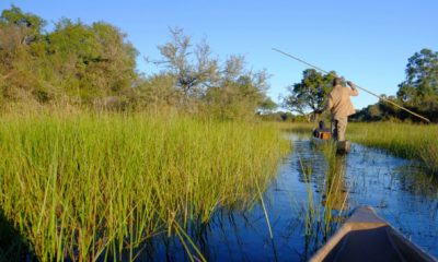 Glisser en mokoro au cœur du delta de l'Okavango est une expérience emblématique du Botswana. Porté silencieusement à travers les roseaux, on découvre ce labyrinthe aquatique au rythme de la nature, dans une atmosphère d'une sérénité rare.