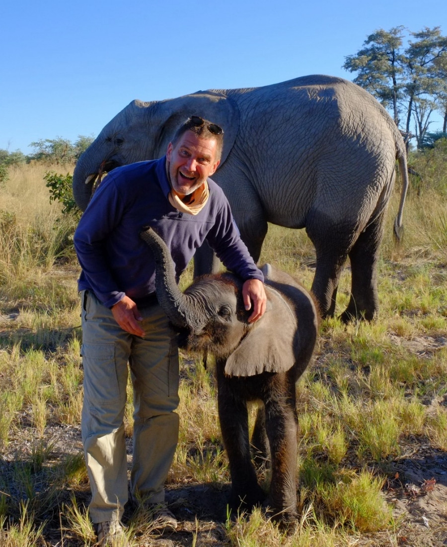Personne caressant un éléphanteau en présence d'une éléphante dans le delta de l'Okavango au Botswana.