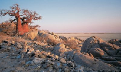 Au cœur des immenses pans salés de Makgadikgadi, les baobabs de Baines défient le temps depuis des siècles. Isolés dans un paysage minéral presque irréel, ils incarnent toute la puissance et la beauté silencieuse du Botswana.