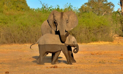 Observer une mère veiller sur son petit rappelle que les plus grands animaux de la savane sont aussi parmi les plus attentifs. Ces instants de tendresse, saisis au détour d'une piste, comptent souvent parmi les souvenirs les plus marquants d'un safari.