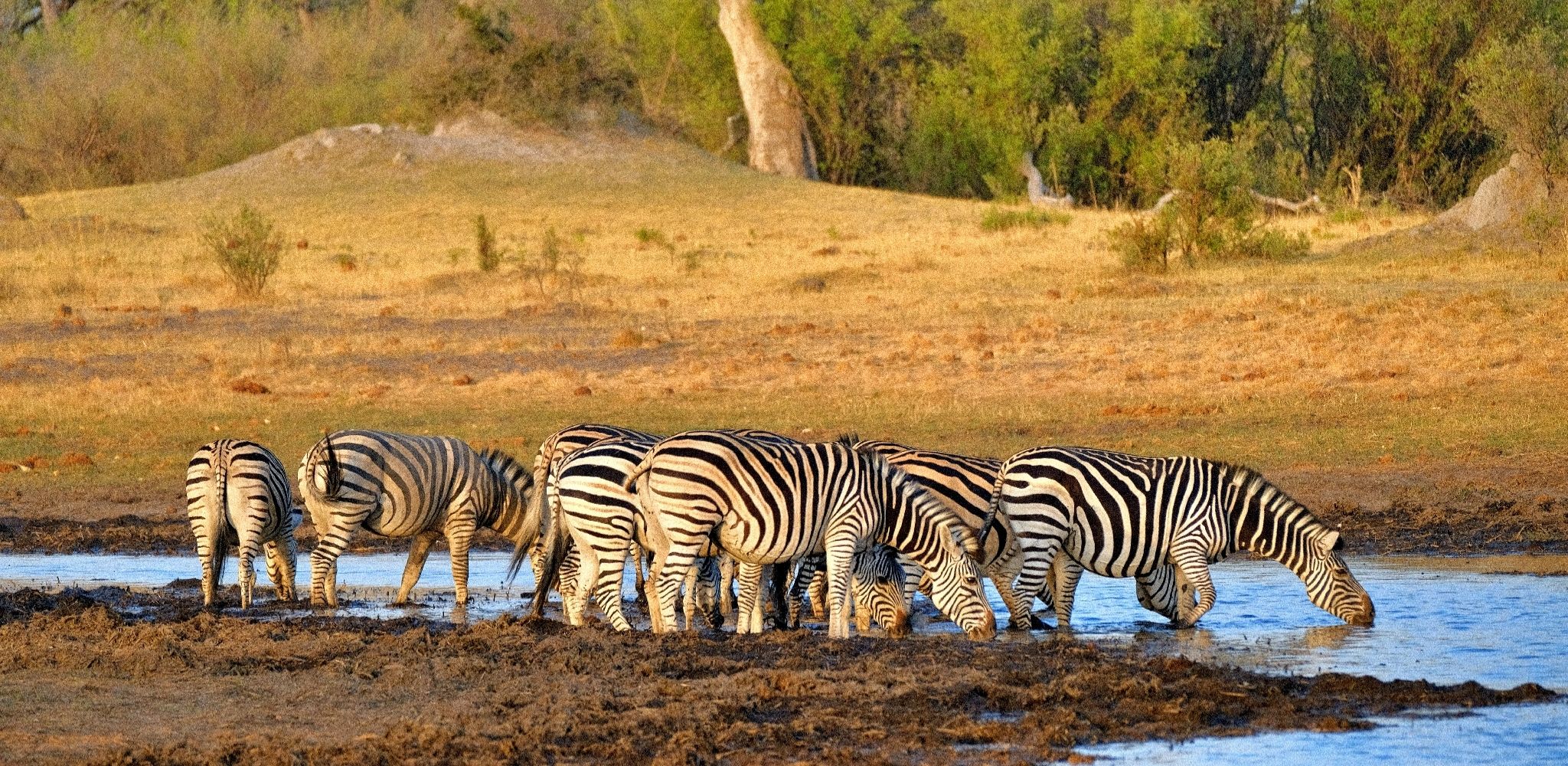 Zèbres s'abreuvant dans un point d'eau au cœur de la réserve de Moremi au Botswana.
