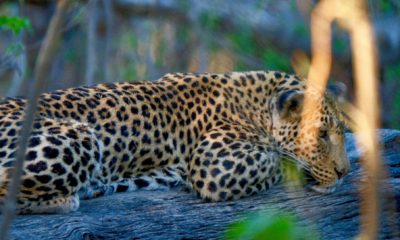 Invisible pendant des heures, le léopard apparaît souvent lorsque l'on s'y attend le moins. Son élégance, sa discrétion et sa capacité à se fondre dans son environnement en font l'une des rencontres les plus recherchées d'Afrique.