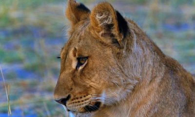 Dans le calme apparent de la savane, chaque regard raconte une histoire. Observer une lionne à quelques mètres seulement rappelle toute la puissance tranquille des grands prédateurs du Botswana.