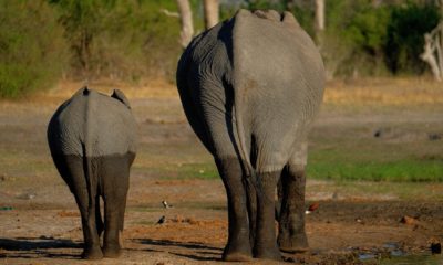 Les immenses troupeaux d'éléphants comptent parmi les plus belles richesses du Botswana. Les voir évoluer librement, du plus jeune au plus âgé, offre un spectacle aussi impressionnant qu'émouvant.