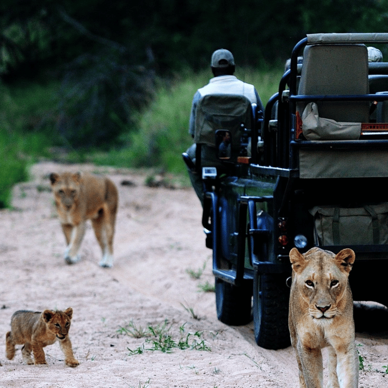 Rencontre rapprochée avec une lionne et ses petits lors d'un safari en véhicule ouvert.