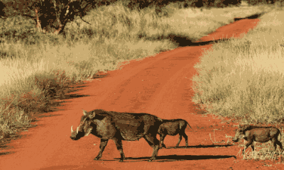 Une famille de phacochères traverse une piste de terre rouge au cœur de la savane.