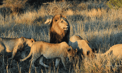 Un lion majestueux entouré de lionnes dans les hautes herbes dorées.