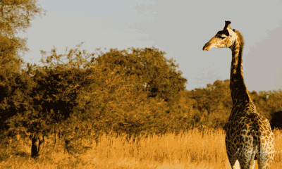 Une girafe se détache dans la lumière dorée de fin de journée.