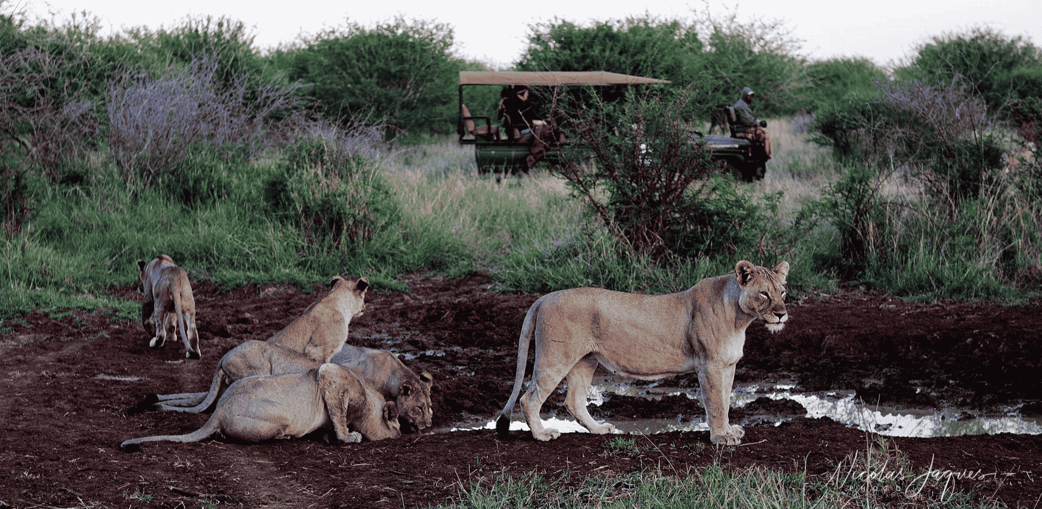 Une troupe de lionnes se repose près d'un point d'eau, sous le regard des voyageurs.