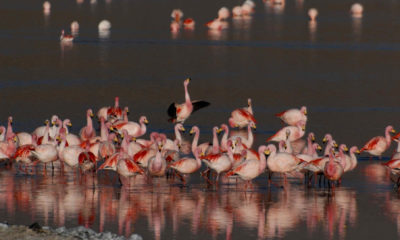 Colonie de flamants roses dans une lagune d'altitude du Sud Lípez en Bolivie.