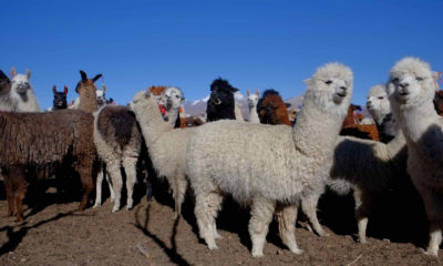 Troupeau de lamas et d'alpagas sur les hauts plateaux de l'Altiplano bolivien
