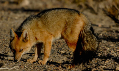 Renard andin observé dans les paysages sauvages du Sud Lípez en Bolivie.