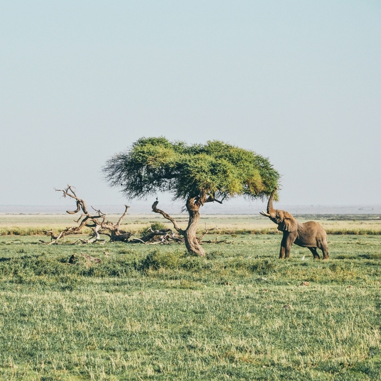 Éléphants sauvages dans la réserve de Laikipia au Kenya avec le mont Kenya en arrière-plan lors d’un safari sur mesure.