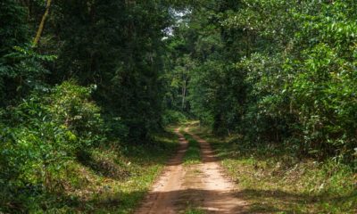 Une piste coupe la forêt tropicale du Bassin du Congo à Ngaga, proche du Parc National Odzala-Kokoua.