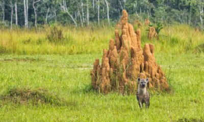Une hyène devant une termitière à Mboko Lodge, dans le Parc National Odzala-Kokoua en République du Congo.