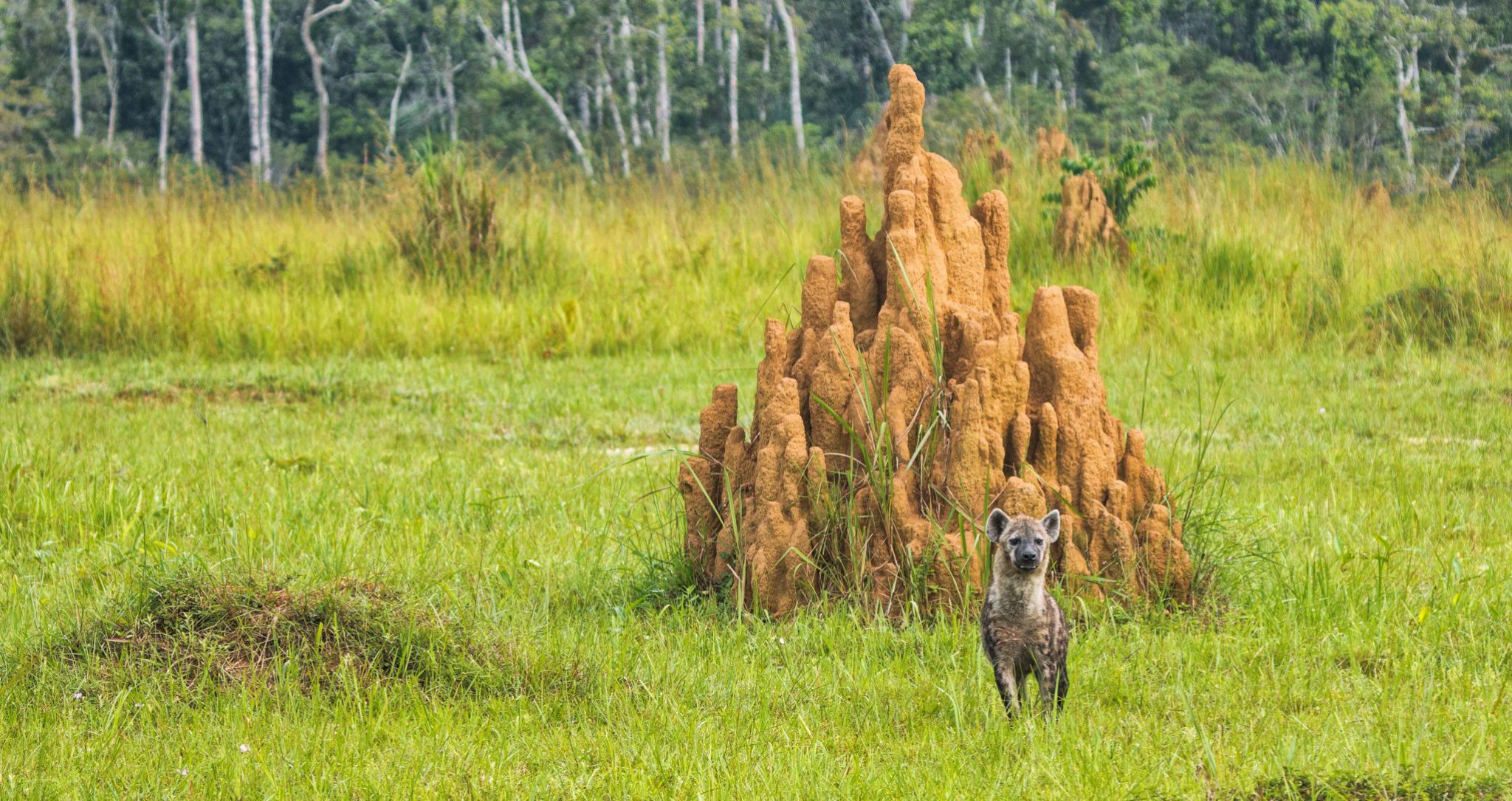 Une hyène devant une termitière à Mboko Lodge, dans le Parc National Odzala-Kokoua en République du Congo.
