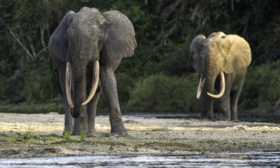 Deux fiers éléphants de forêt mâles dans le Baï de Lango, dans le Parc National Odzala-Kokoua en République du Congo.