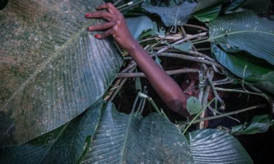 Dans la forêt tropicale proche du parc national Odzala-Kokoua, en République du Congo, une villageoise construit un abri de fortune avec des feuilles de Marantacées.