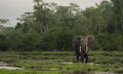 Un majestueux éléphant de forêt mâle observe les intrus dans la forêt tropicale d'Odzala-Kokoua.