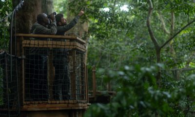 Deux observateurs sur le Canopy Walk de Ngaga Lodge au coeur de la forêt tropicale