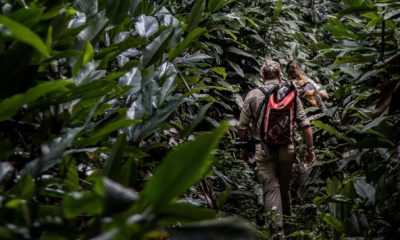 Deux personnes partent sur les traces des gorilles dans la forêt tropicale, au milieu des Marantacées