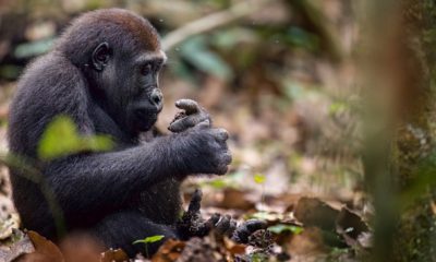 Un jeune gorille dans la forêt tropicale du Parc National Odzala-Kokoua, à Ngaga Lodge en République du Congo.