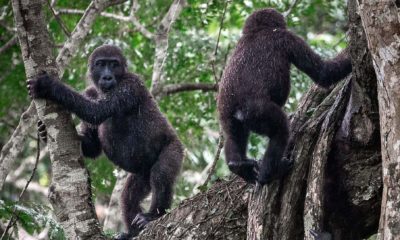 Deux jeunes gorilles semblent guère préoccupés par la pluie qui s'abat sur la forêt tropicale du Parc National Odzala-Kokoua, à Ngaga Lodge en République du Congo.