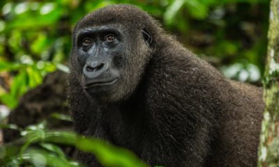 Un gorille de plaine dans la forêt tropicale du Parc National Odzala-Kokoua, à Ngaga Lodge en République du Congo.