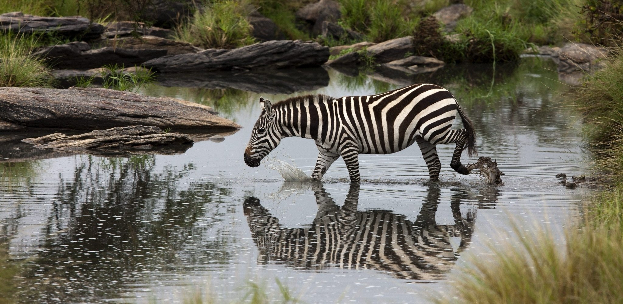 Zèbre traversant un point d’eau au Kenya, scène de safari dans une réserve naturelle entre faune sauvage africaine, paysages préservés et voyage sur mesure au Kenya.