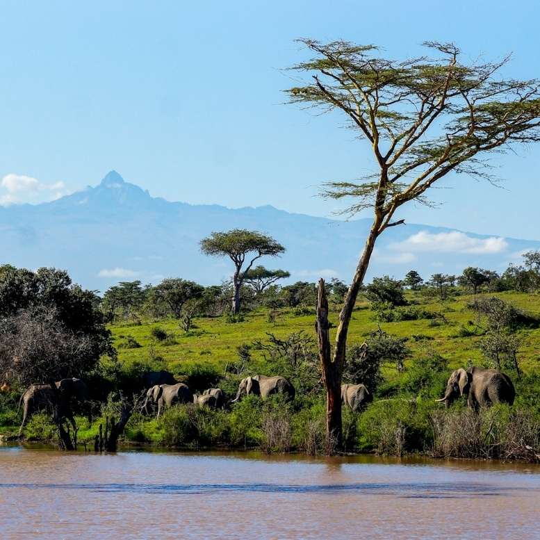 Laikipia offre une autre vision du Kenya. Ici, les safaris se déroulent dans des paysages ouverts où les acacias ponctuent les plaines verdoyantes et où les éléphants évoluent librement avec, en toile de fond, les sommets du mont Kenya. Moins fréquentée que les grandes réserves du sud, la région séduit par son sentiment d’espace, la qualité de ses lodges et ses expériences exclusives : safaris à pied, à cheval ou en hélicoptère. Une Afrique plus confidentielle, plus immersive, où la nature se découvre loin des foules – Horizons Nouveaux.