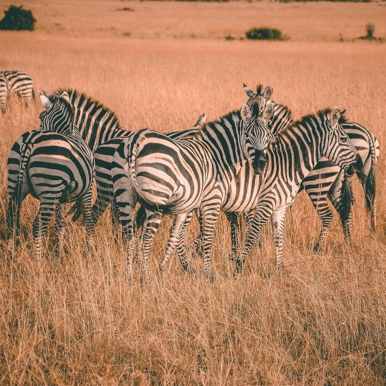 Zèbres dans la savane du Kenya lors d’un safari sur mesure en Afrique de l’Est.