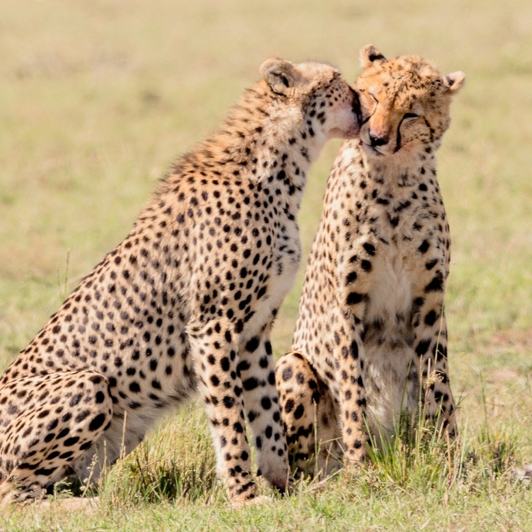 Le Masai Mara est souvent associé aux grandes migrations et aux prédateurs. Pourtant, ce sont parfois les scènes les plus simples qui marquent le plus. Un instant de complicité entre deux guépards, loin de toute agitation, rappelle que le safari ne se résume pas à cocher une liste d’animaux observés. Il s’agit avant tout d’être présent, d’observer et de laisser la nature raconter ses propres histoires. Des moments fugaces, impossibles à prévoir, qui rendent chaque safari unique – Horizons Nouveaux.