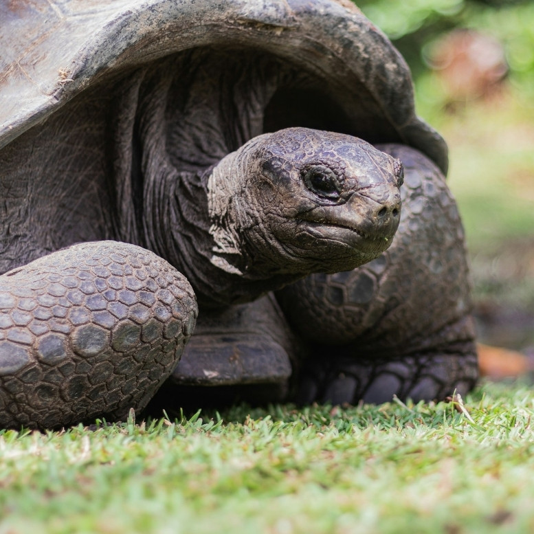Séjour exclusif aux Seychelles entre hôtels de charme et lagons – Horizons Nouveaux