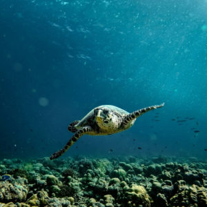 Les Maldives dans ce qu’elles ont de plus silencieux – Horizons Nouveaux