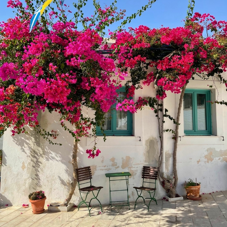Maison crétoise baignée de soleil, bougainvilliers éclatants et douceur méditerranéenne – un voyage sur mesure en Crète à la découverte des villages authentiques, des traditions insulaires et de l’art de vivre grec – Horizons Nouveaux.
