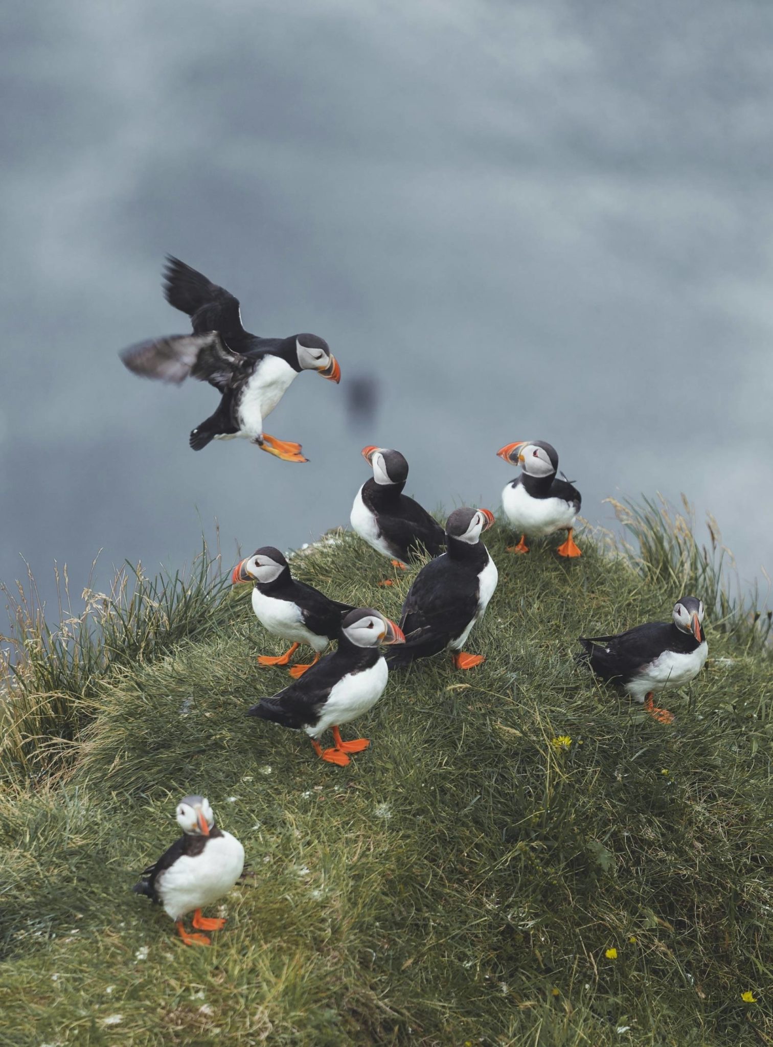 Observer les macareux en Islande, c’est découvrir une autre facette du pays. Sur les falaises battues par les vents de l’Atlantique Nord, ces oiseaux emblématiques évoluent avec une étonnante élégance, offrant des scènes aussi brèves que mémorables – un voyage sur mesure où la richesse de la faune vient compléter la puissance des paysages volcaniques et des grands espaces islandais – Horizons Nouveaux.