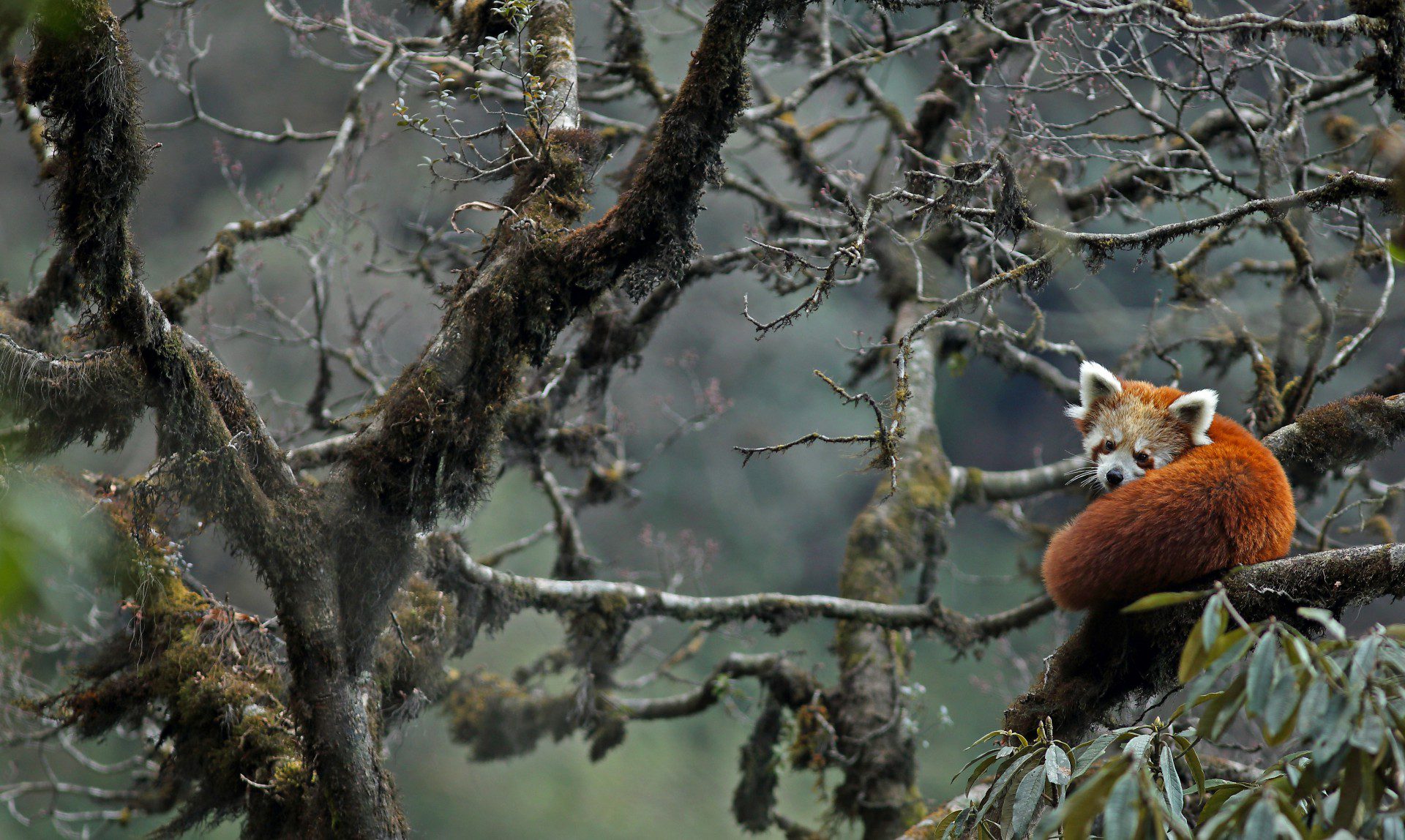 Sur les traces du Panda Roux - Horizons Nouveaux