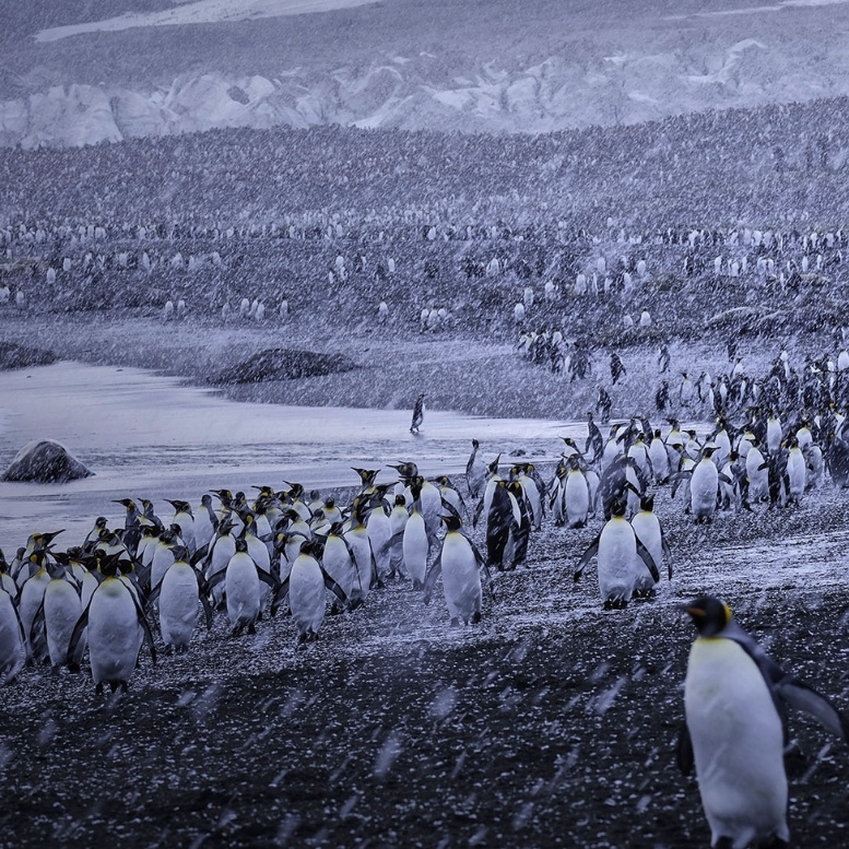 Les colonies de manchots royaux comptent parmi les spectacles naturels les plus impressionnants de l’Antarctique, où des milliers d’individus se rassemblent sur des rivages battus par les vents polaires.