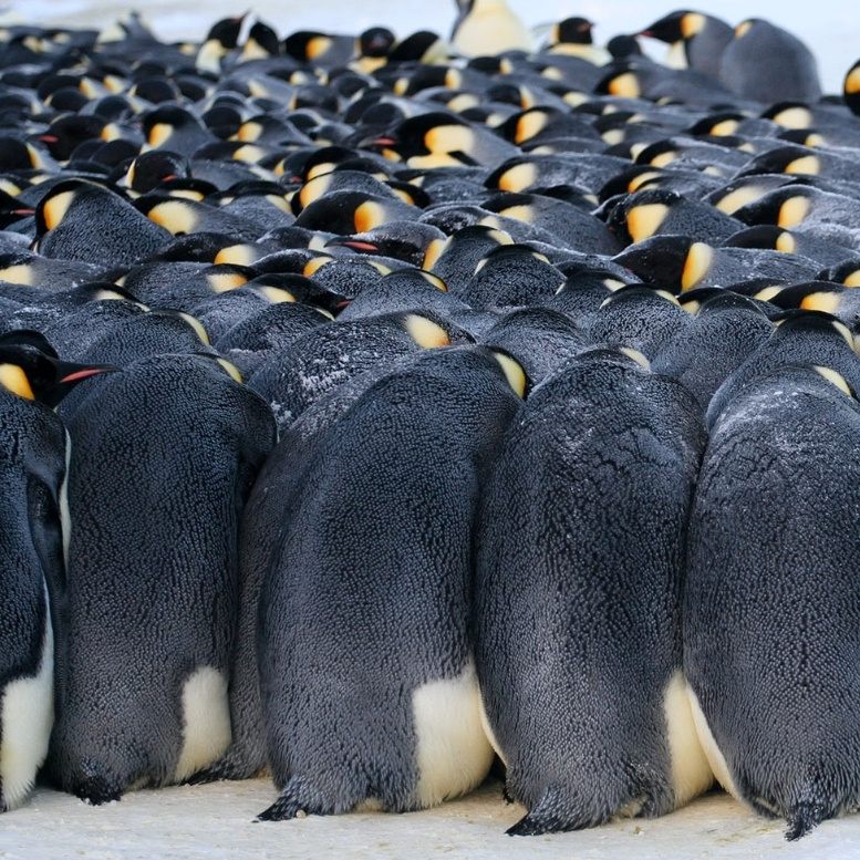 Au cœur des colonies antarctiques, les manchots se regroupent par milliers pour se protéger des conditions extrêmes, créant l’un des spectacles les plus fascinants du monde polaire.