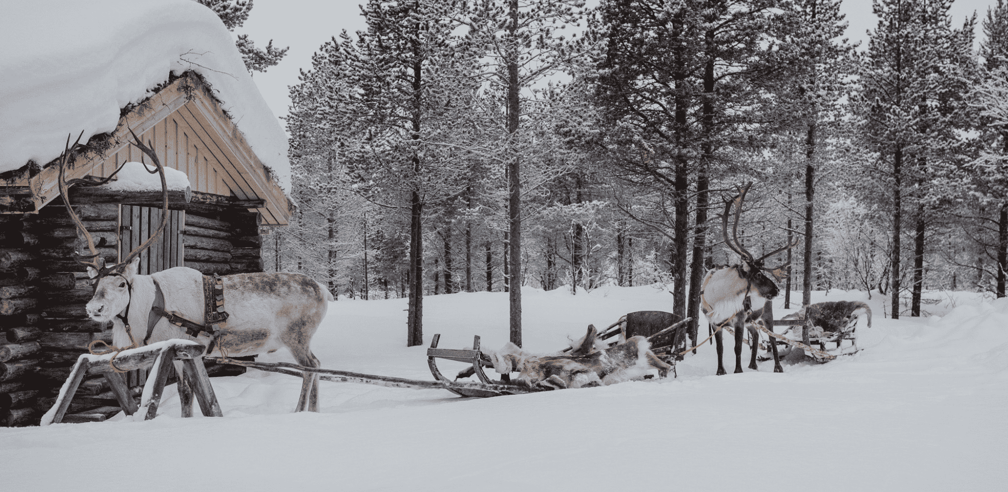 Rennes attelés à des traîneaux traditionnels près d'une cabane en rondins, au cœur d'une forêt enneigée de Laponie finlandaise.