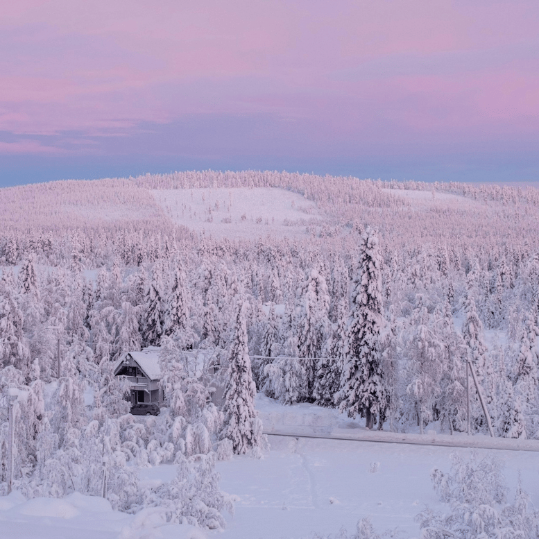 Forêt de conifères entièrement recouverte de neige en Laponie finlandaise, sous un ciel aux teintes roses et violettes.