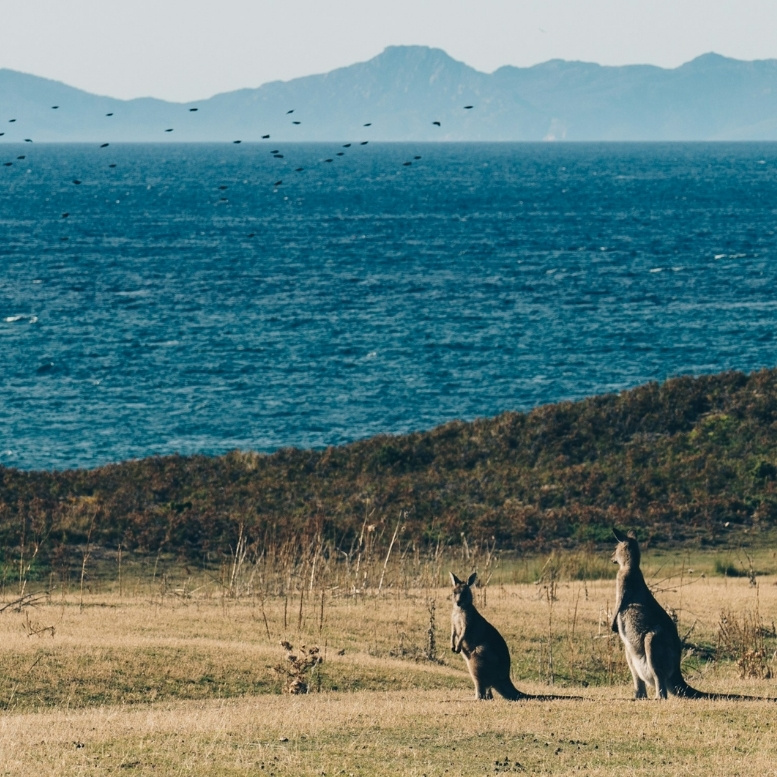 Deux kangourous observant l'océan depuis les prairies côtières de Maria Island, en Tasmanie, avec les reliefs montagneux de la côte australienne se dessinant à l'horizon.