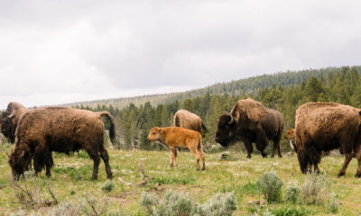 Troupeau de bisons d'Amérique, accompagné de jeunes veaux, évoluant dans une prairie de Jackson Hole près d'Amangani, avec des forêts de conifères et les paysages sauvages du Wyoming en arrière-plan.