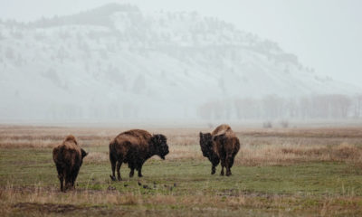 Trois bisons d'Amérique traversant une vaste prairie de Yellowstone sous une légère chute de neige, avec les collines boisées du Wyoming en arrière-plan, illustrant la nature sauvage qui entoure Amangani à Jackson Hole.