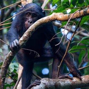 Un bonobo (Pan paniscus), grand singe endémique des forêts de la République démocratique du Congo. Les bonobos sont des primates sociaux qui vivent en groupes pouvant compter de 30 à 80 individus. Ils sont connus pour leur structure sociale matriarcale, où les femelles forment des coalitions pour dominer les mâles. Contrairement aux chimpanzés communs, les bonobos sont majoritairement végétariens et moins enclins à la violence intergroupe.